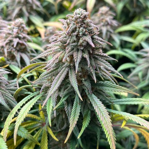 Lemon Cherry Gelato 🍋🍒 growlog timeline photo