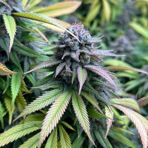 Pineapple Express 🍍 growlog timeline photo