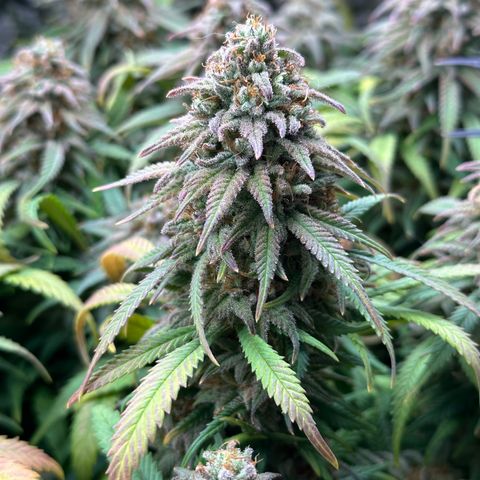 Lemon Cherry Gelato 🍋🍒 growlog timeline photo