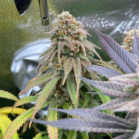 Lemon Cherry Gelato 🍋🍒 growlog timeline photo