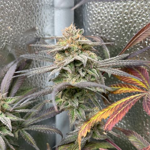 Watermelon Zkittlez 🍉🍭 growlog timeline photo