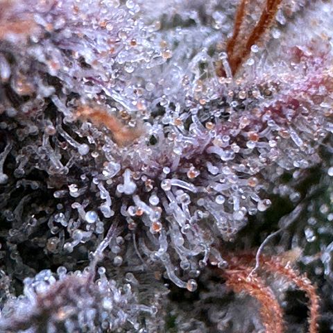 Pineapple Express 🍍 growlog timeline photo