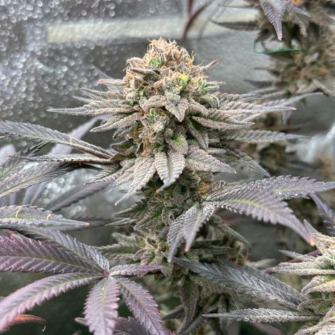 Watermelon Zkittlez 🍉🍭 growlog timeline photo