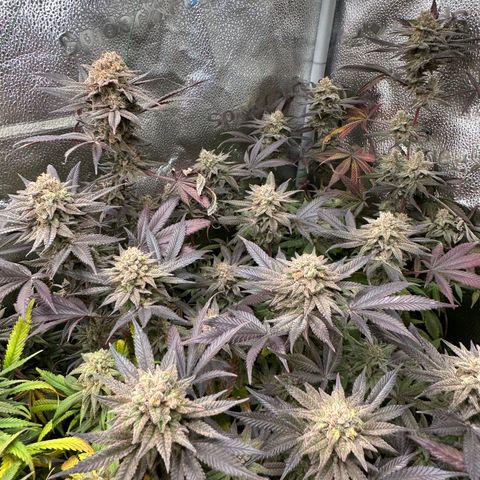 Watermelon Zkittlez 🍉🍭 growlog timeline photo