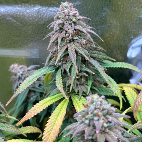 Lemon Cherry Gelato 🍋🍒 growlog timeline photo