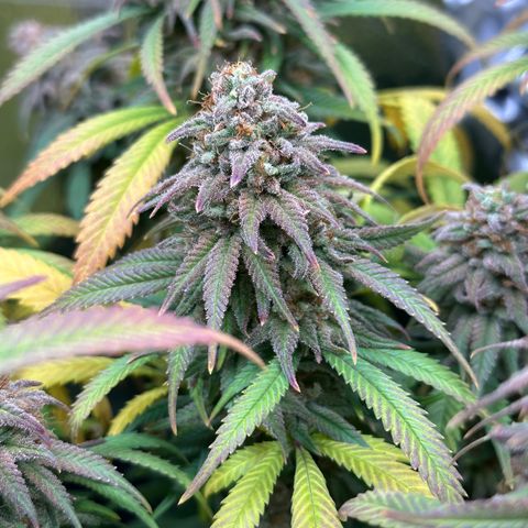 Lemon Cherry Gelato 🍋🍒 growlog timeline photo