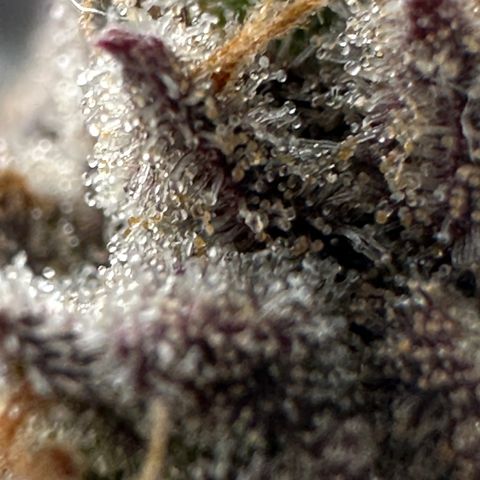 Watermelon Zkittlez 🍉🍭 growlog timeline photo
