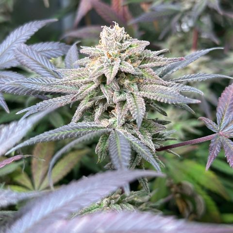 Watermelon Zkittlez 🍉🍭 growlog timeline photo