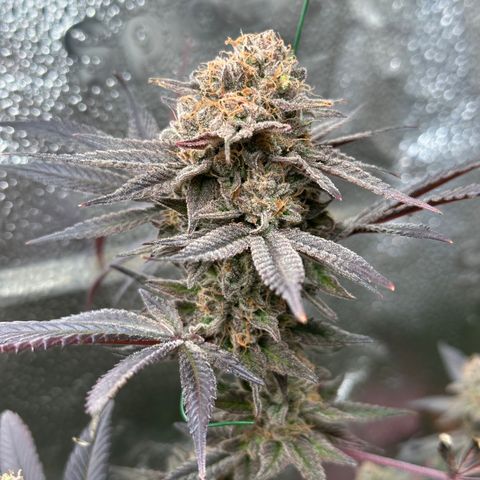 Watermelon Zkittlez 🍉🍭 growlog timeline photo