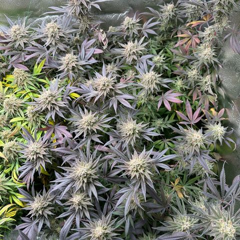Watermelon Zkittlez 🍉🍭 growlog timeline photo