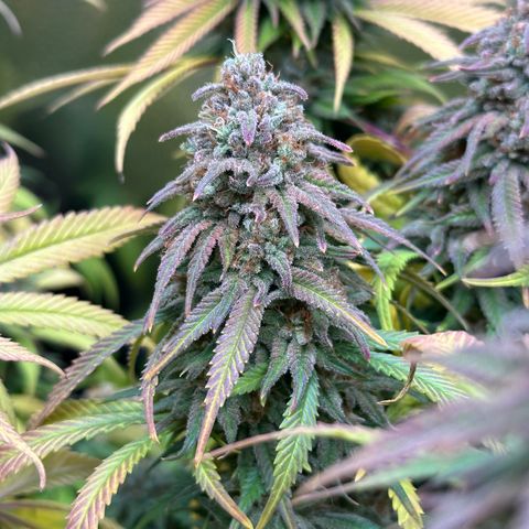 Lemon Cherry Gelato 🍋🍒 growlog timeline photo