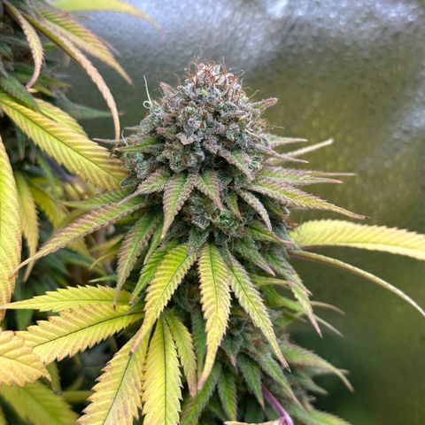 Pineapple Express 🍍 growlog timeline photo