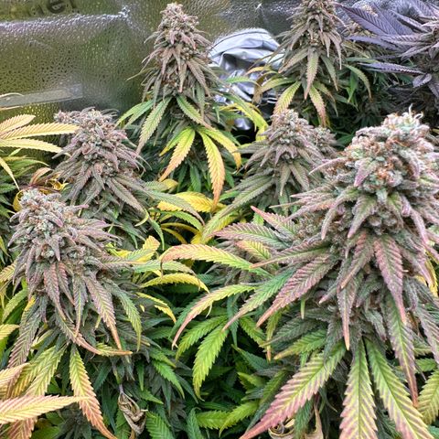 Lemon Cherry Gelato 🍋🍒 growlog timeline photo