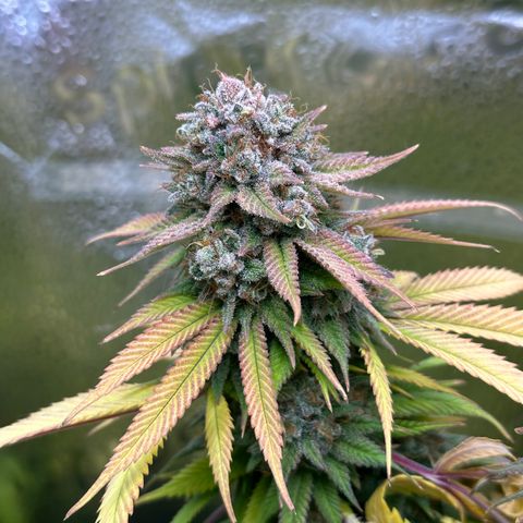 Pineapple Express 🍍 growlog timeline photo