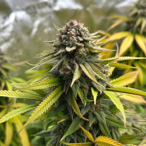 Pineapple Express 🍍 growlog timeline photo