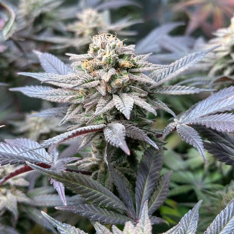 Watermelon Zkittlez 🍉🍭 growlog timeline photo