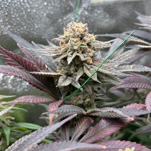 Watermelon Zkittlez 🍉🍭 growlog timeline photo