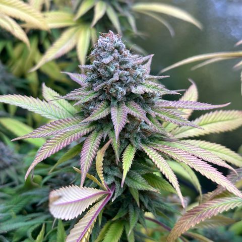 Pineapple Express 🍍 growlog timeline photo