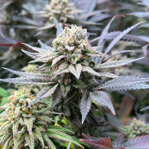 Watermelon Zkittlez 🍉🍭 growlog timeline photo
