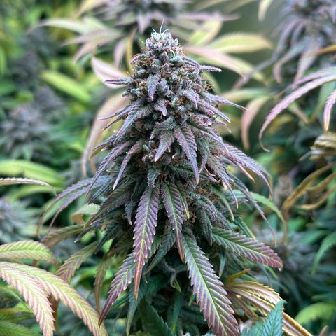 Lemon Cherry Gelato 🍋🍒 growlog timeline photo