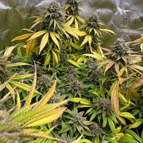 Pineapple Express 🍍 growlog timeline photo