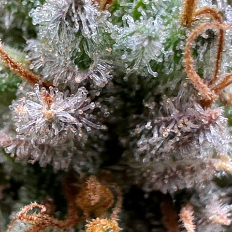 Lemon Cherry Gelato 🍋🍒 growlog timeline photo