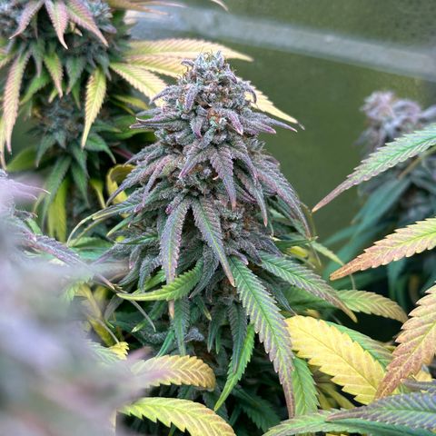 Lemon Cherry Gelato 🍋🍒 growlog timeline photo