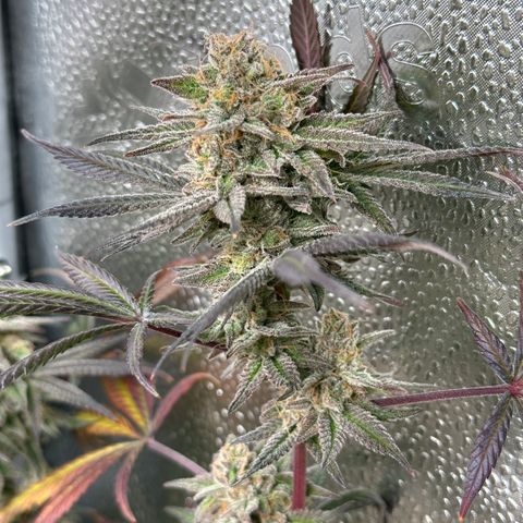 Watermelon Zkittlez 🍉🍭 growlog timeline photo