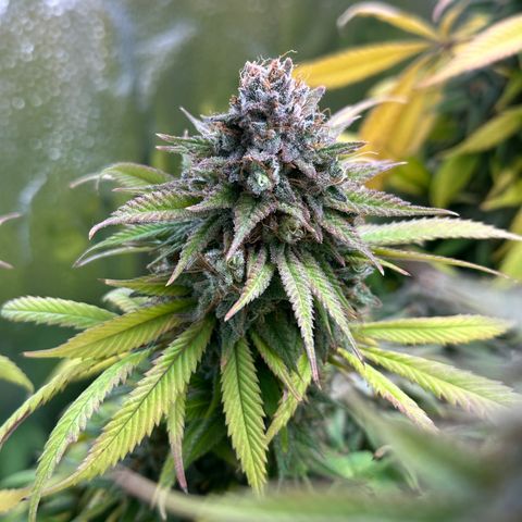 Pineapple Express 🍍 growlog timeline photo