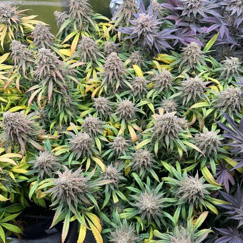 Lemon Cherry Gelato 🍋🍒 growlog timeline photo