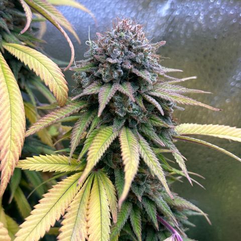 Pineapple Express 🍍 growlog timeline photo