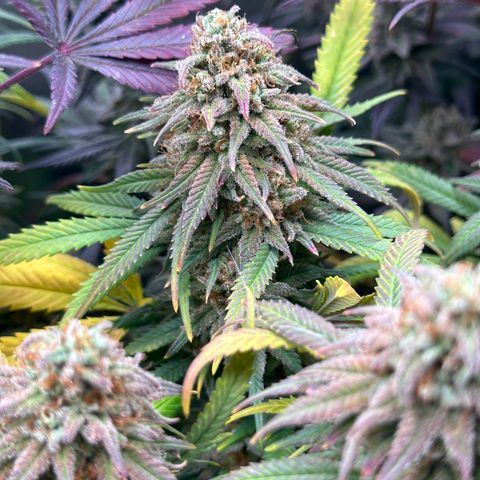 Lemon Cherry Gelato 🍋🍒 growlog timeline photo