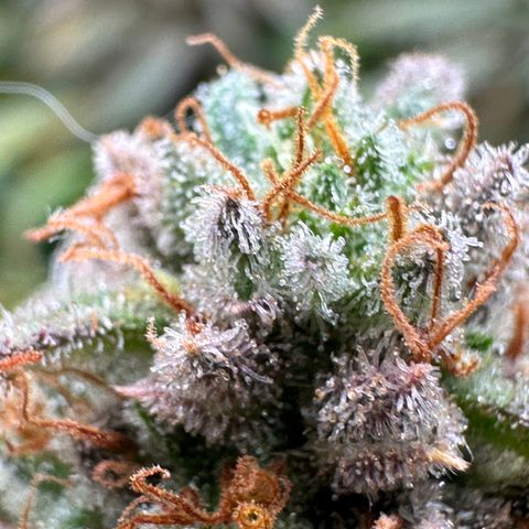Lemon Cherry Gelato 🍋🍒 growlog timeline photo