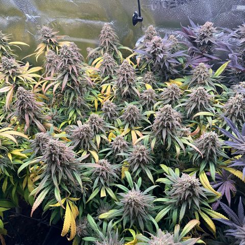 Lemon Cherry Gelato 🍋🍒 growlog timeline photo