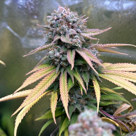 Pineapple Express 🍍 growlog timeline photo