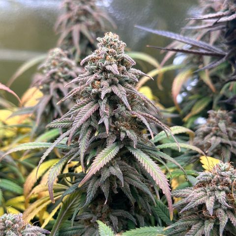Lemon Cherry Gelato 🍋🍒 growlog timeline photo