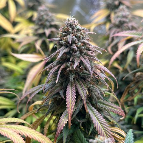 Lemon Cherry Gelato 🍋🍒 growlog timeline photo