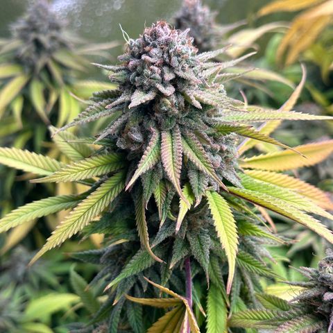 Pineapple Express 🍍 growlog timeline photo