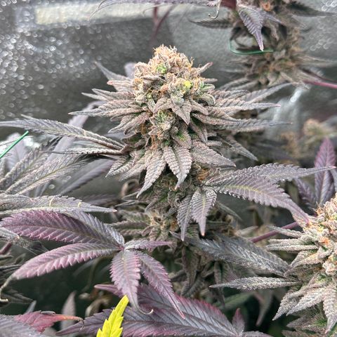Watermelon Zkittlez 🍉🍭 growlog timeline photo