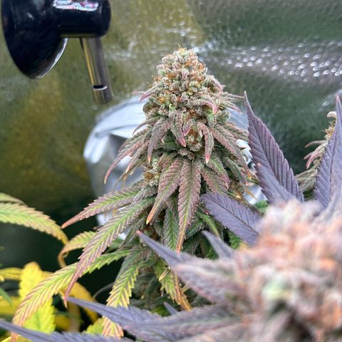 Lemon Cherry Gelato 🍋🍒 growlog timeline photo