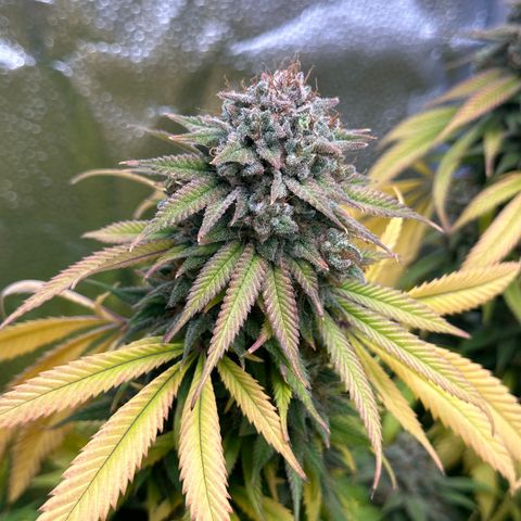 Pineapple Express 🍍 growlog timeline photo