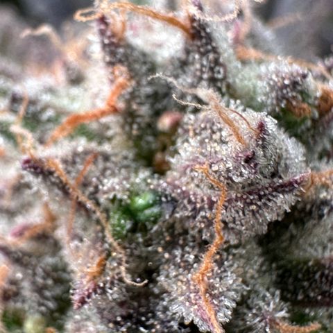 Watermelon Zkittlez 🍉🍭 growlog timeline photo