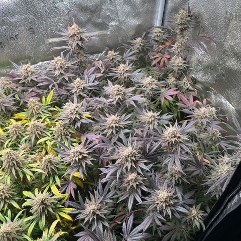 Watermelon Zkittlez 🍉🍭 growlog timeline photo