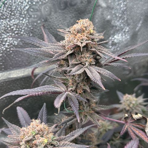 Watermelon Zkittlez 🍉🍭 growlog timeline photo