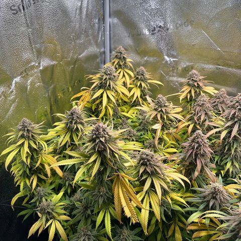 Pineapple Express 🍍 growlog timeline photo