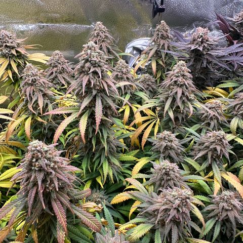 Lemon Cherry Gelato 🍋🍒 growlog timeline photo
