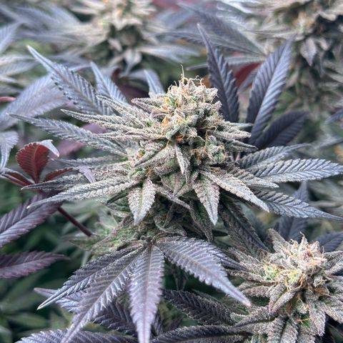 Watermelon Zkittlez 🍉🍭 growlog timeline photo