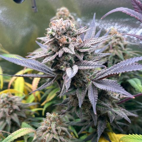 Watermelon Zkittlez 🍉🍭 growlog timeline photo