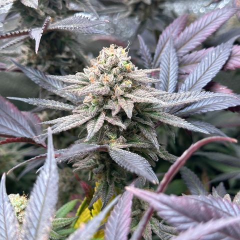 Watermelon Zkittlez 🍉🍭 growlog timeline photo
