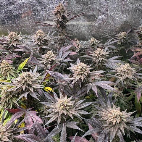 Watermelon Zkittlez 🍉🍭 growlog timeline photo